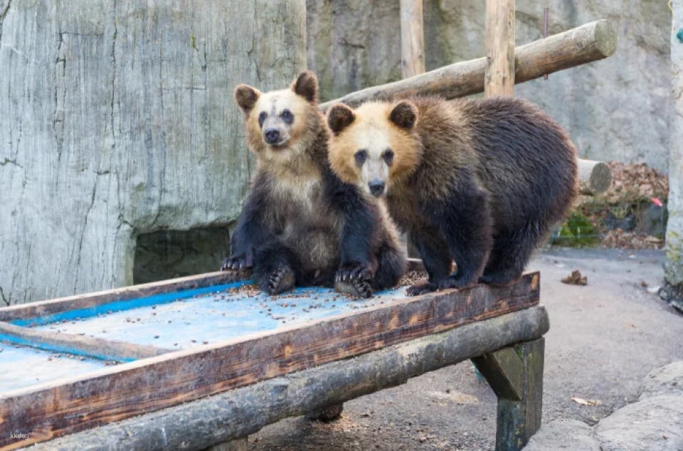 Showa Shinzan Bear Ranch E-Ticket | Hokkaido