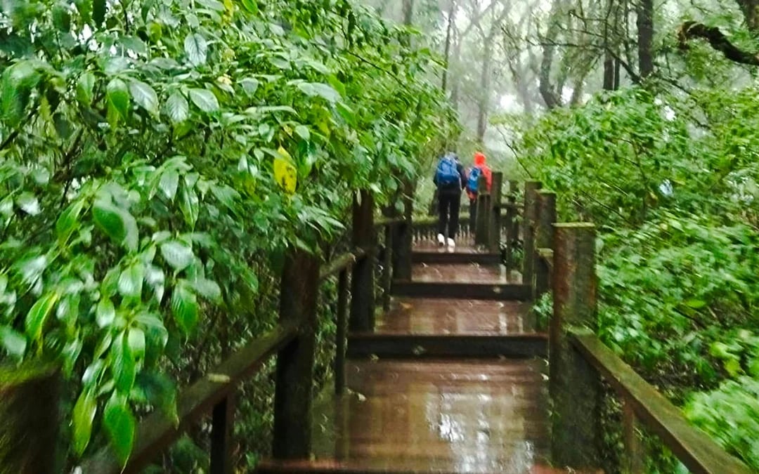 From Chiang Mai: Doi Inthanon National Park Private Guided Tour with Pha Dok Siew Nature Trail Hike Image 3