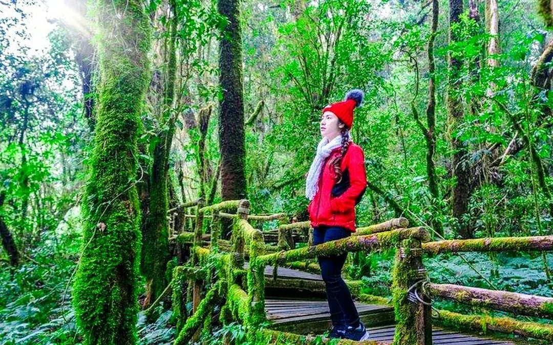 From Chiang Mai: Doi Inthanon National Park Small-Group Day Trip Image 5