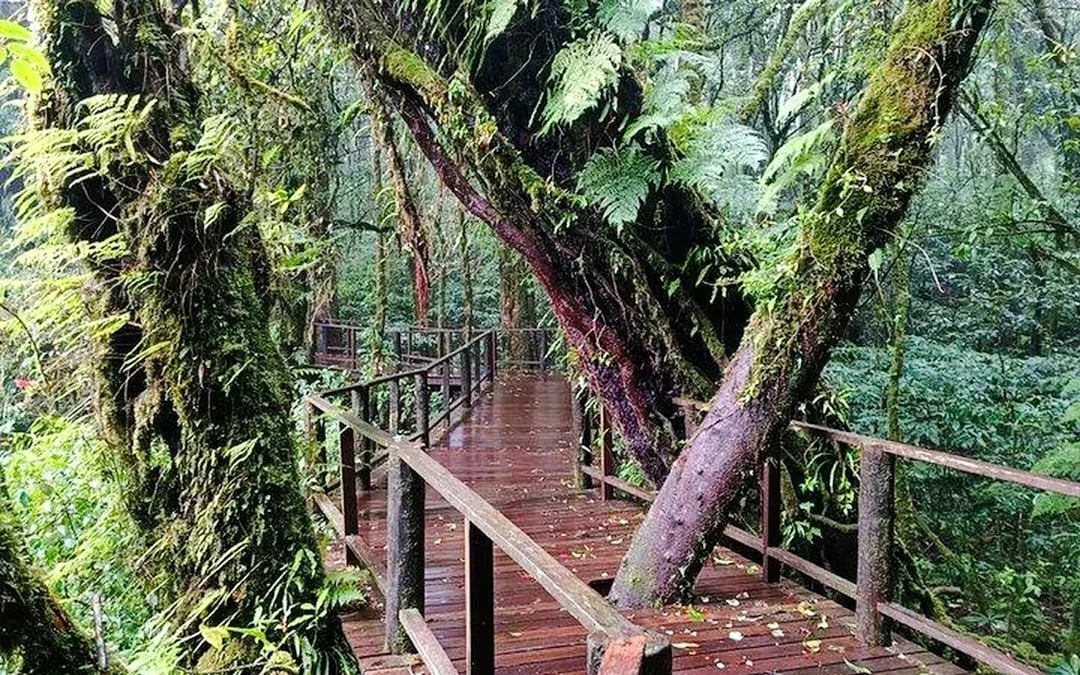 From Chiang Mai: Doi Inthanon National Park Small-Group Day Trip Image 8