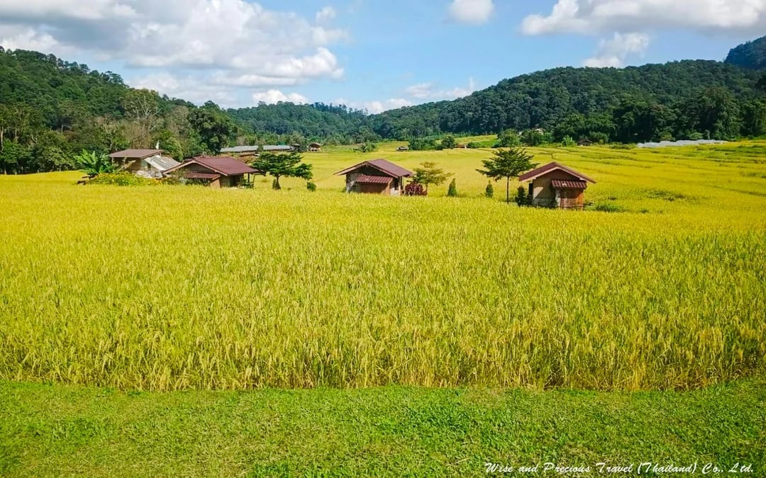 From Chiang Mai: Doi Inthanon Private Van Charter with Driver Image 4