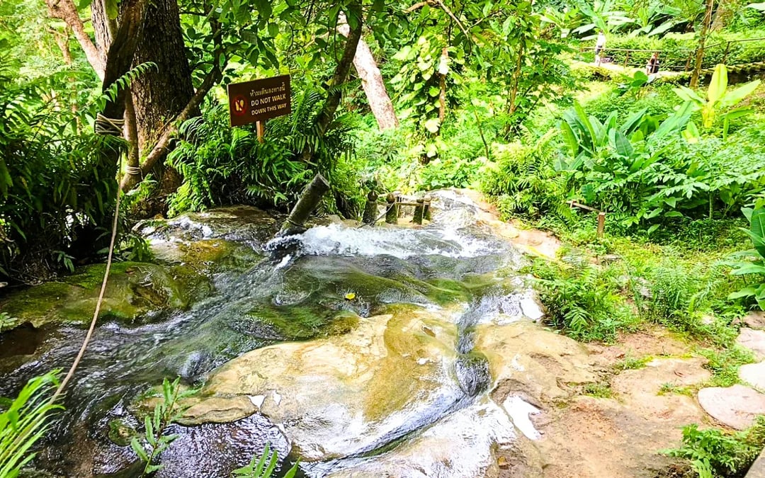 From Chiang Mai: Sticky Waterfall Tour with Private Driver Image 4