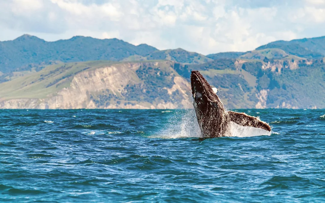 From Christchurch: Kaikoura Whale Watch Day Trip with Round-Trip Transfers Image 2