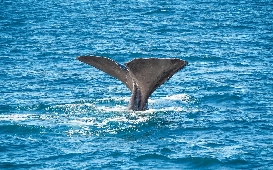 From Christchurch: Kaikoura Whale Watch Day Trip with Round-Trip Transfers Image 3