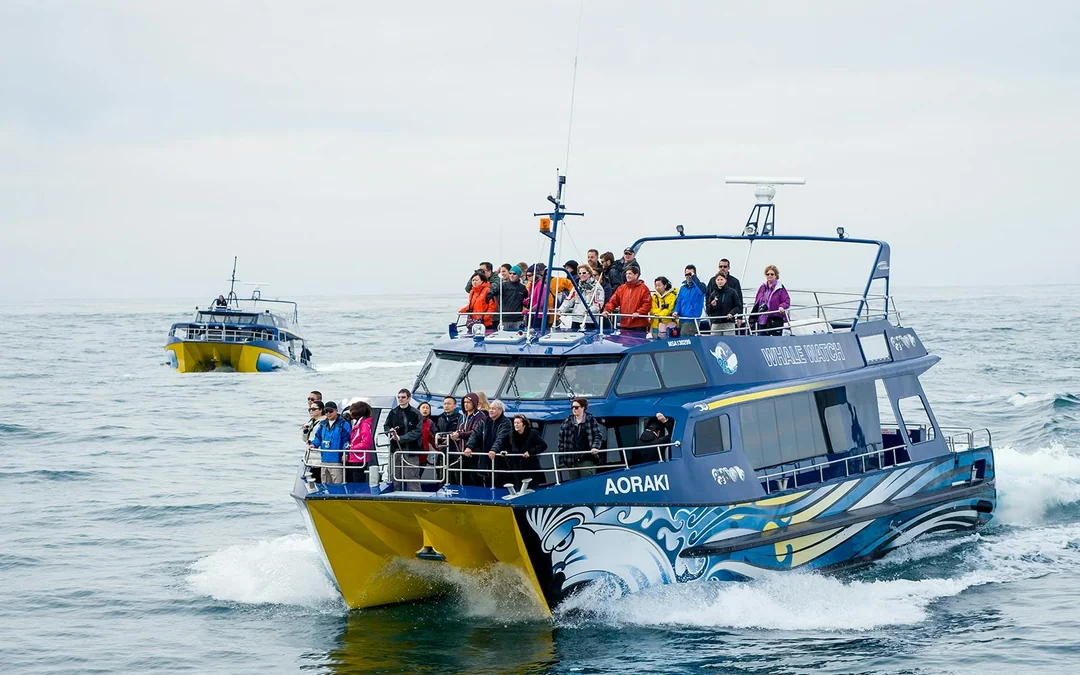 From Christchurch: Kaikoura Whale Watch Day Trip with Round-Trip Transfers Image 4