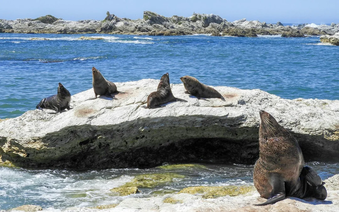 From Christchurch: Kaikoura Whale Watch Day Trip with Round-Trip Transfers Image 5