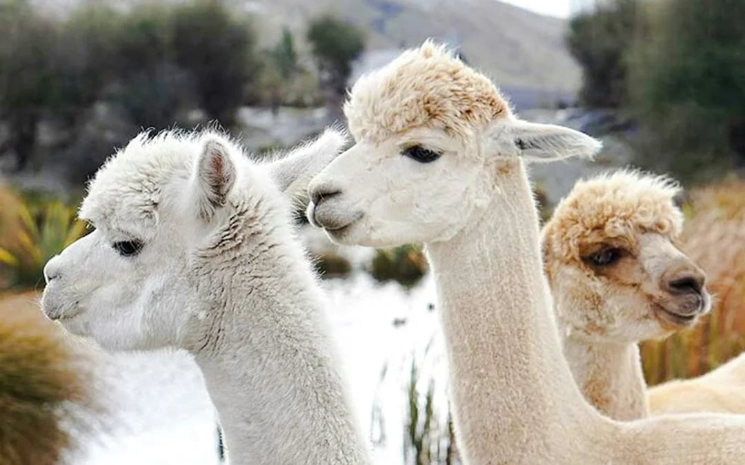 From Christchurch: Lake Tekapo Day Trip with Petting Zoo Entry Image 3