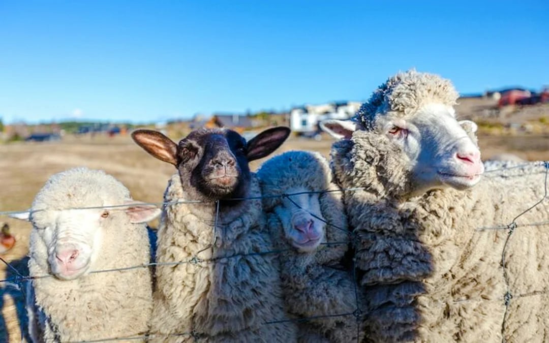 From Christchurch: Lake Tekapo Day Trip with Petting Zoo Entry Image 4