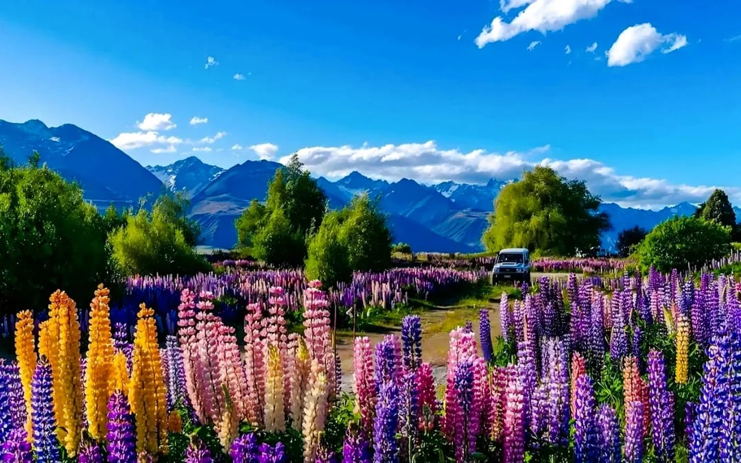 From Christchurch: Lake Tekapo Tour With Hot Pools Entry Image 1