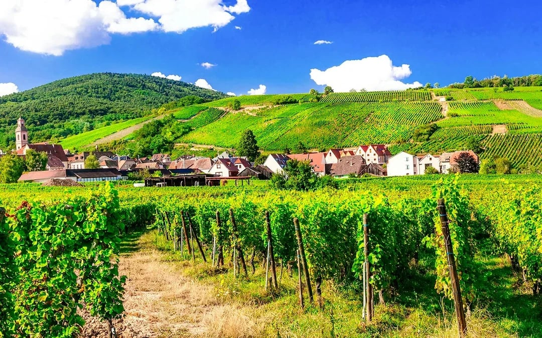From Colmar: Haut-Koenigsbourg Castle & Alsace Villages Tour with Wine Tasting Image 9
