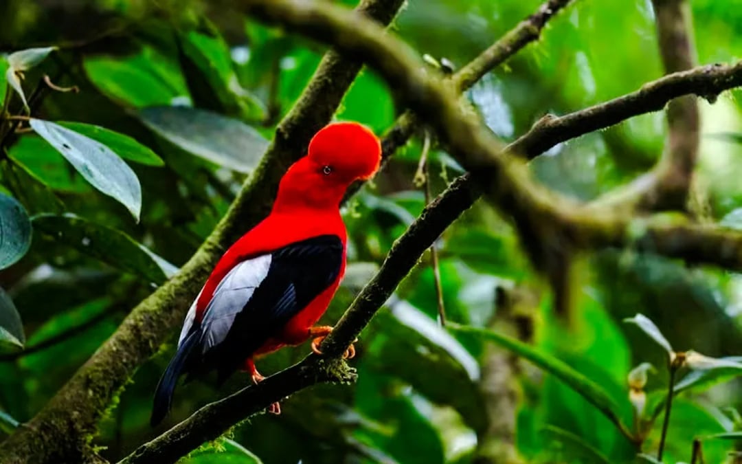 From Cusco: 3-Day Manu National Park Tour Image 1