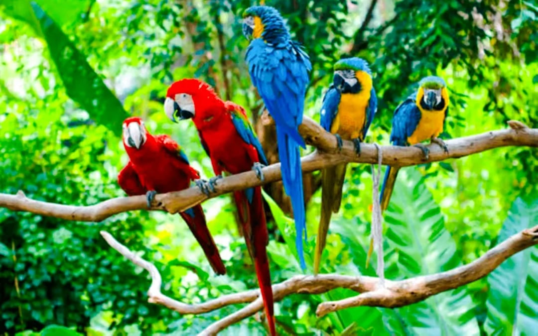 From Cusco: 3-Day Manu National Park Tour Image 6