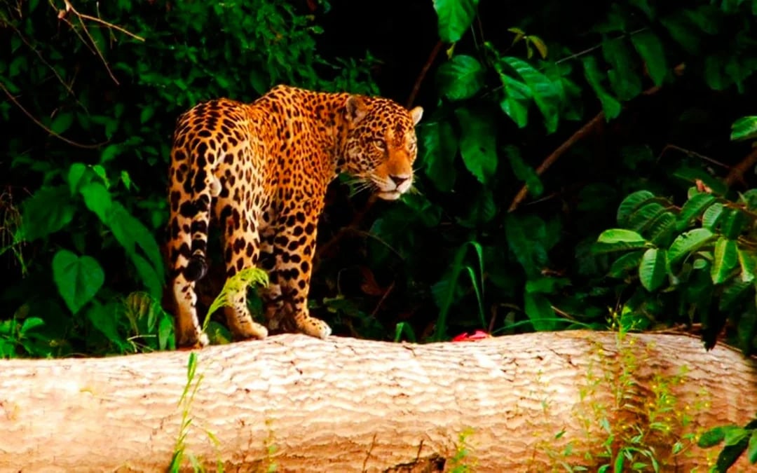 From Cusco: 3-Day Manu National Park Tour Image 9