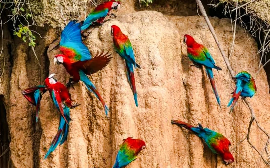 From Cusco: 3-Day Manu National Park Tour Image 10