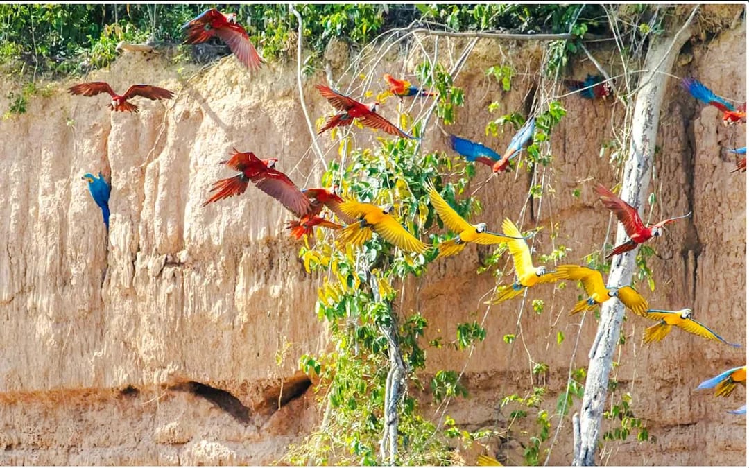From Cusco: 4-Day Puerto Maldonado, Tambopata & Sandoval Lake Tour Image 3
