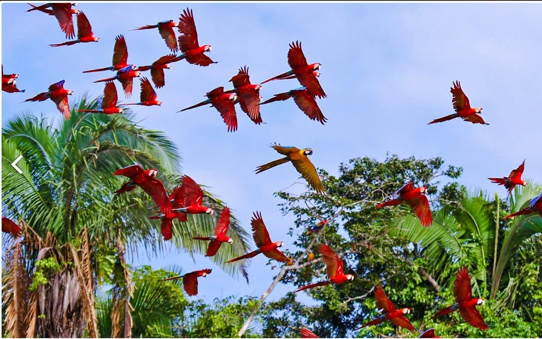From Cusco: 4-Day Puerto Maldonado, Tambopata & Sandoval Lake Tour Image 4