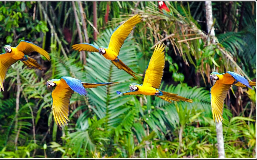 From Cusco: 4-Day Puerto Maldonado, Tambopata & Sandoval Lake Tour Image 5