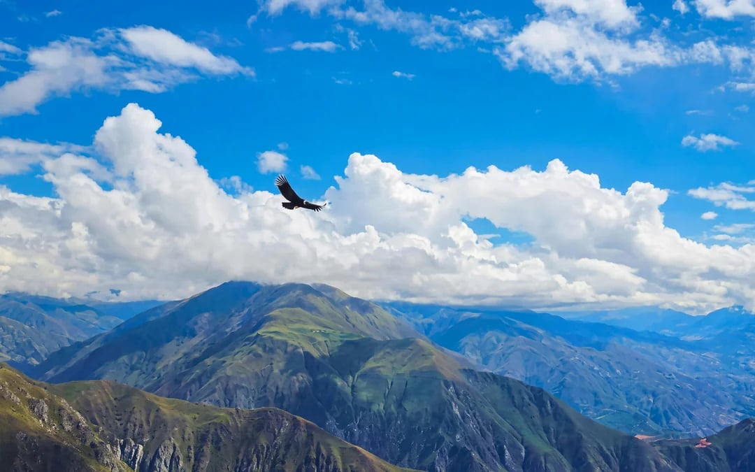 From Cusco: Chonta Canyon & Andean Condor Flight Tour with Lunch Image 3