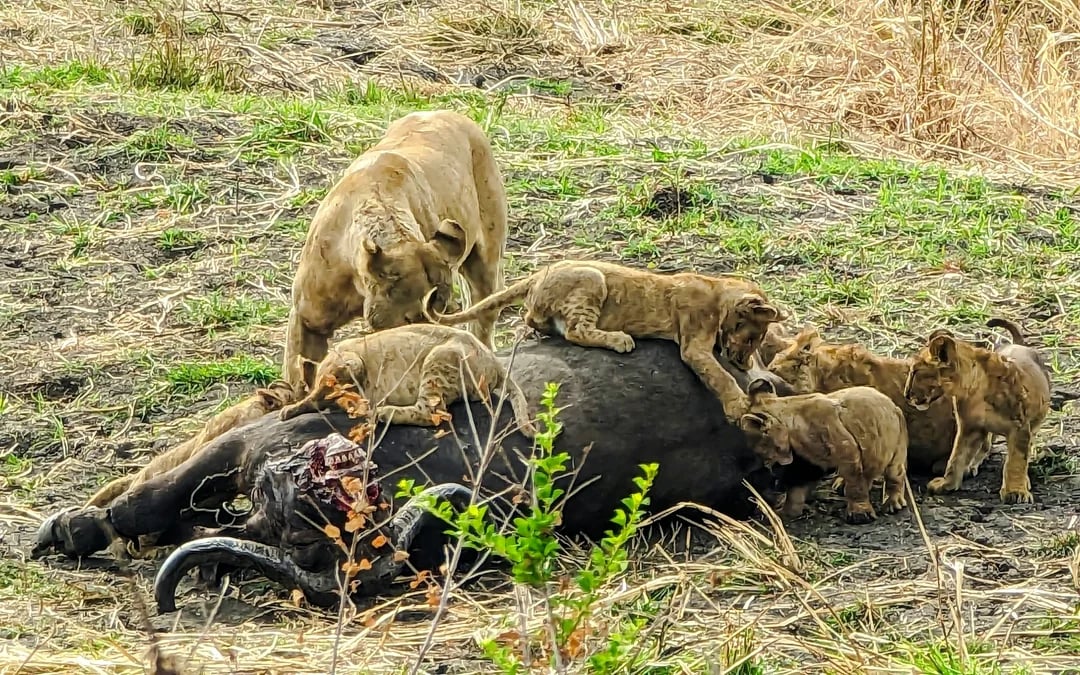 From Dar es Salaam: Mikumi National Park Safari Day Trip by SGR Train Image 1