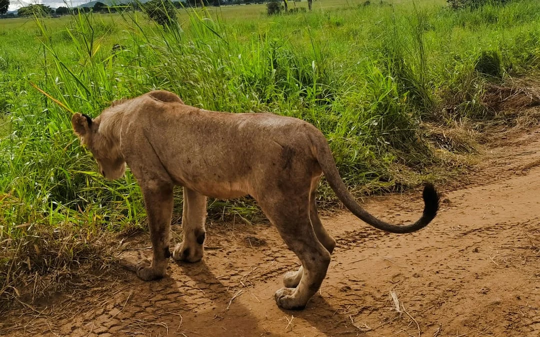 From Dar es Salaam: Mikumi National Park Safari Day Trip by SGR Train Image 5