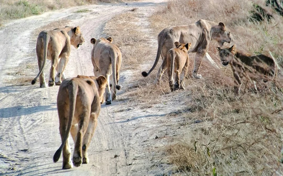 From Dar es Salaam: Mikumi National Park Safari Day Trip by SGR Train Image 6