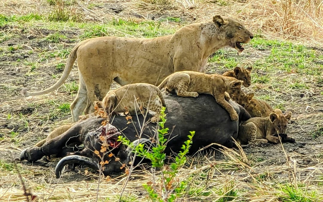 From Dar es Salaam: Mikumi National Park Safari Day Trip by SGR Train Image 7