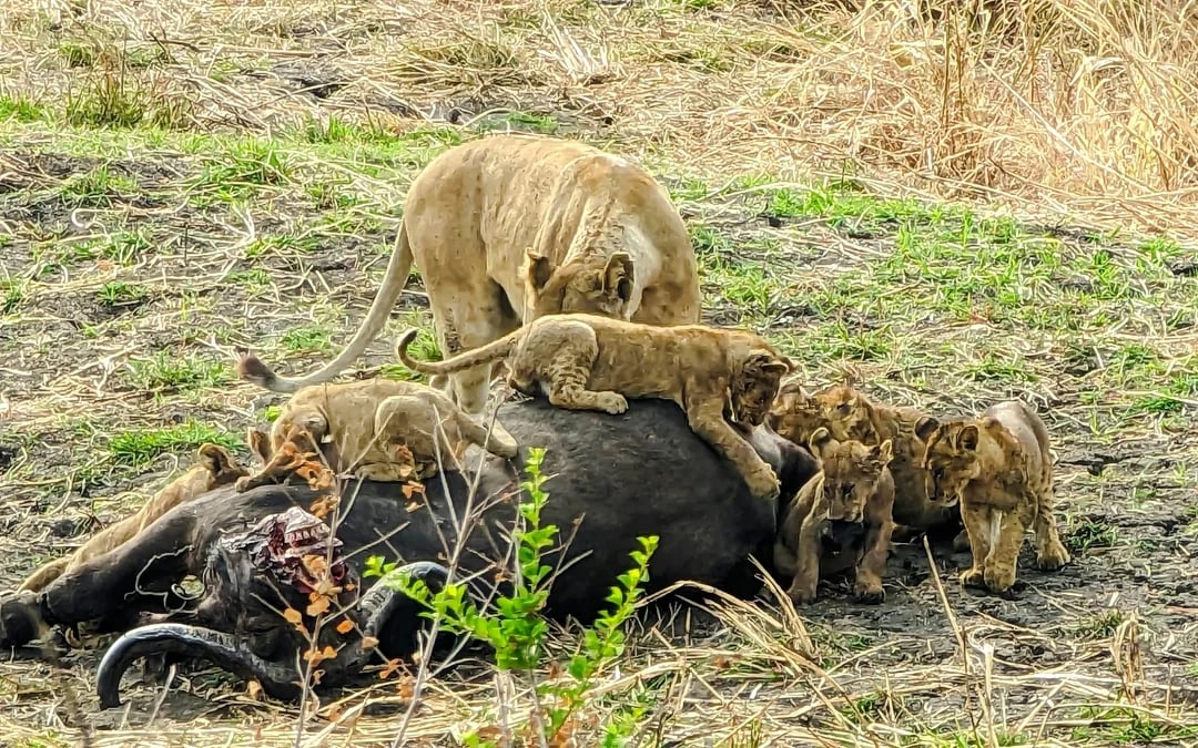 From Dar es Salaam: Mikumi National Park Safari Day Trip by SGR Train Image 9