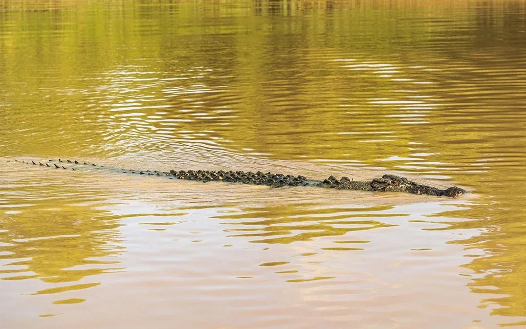 From Darwin: Kakadu Wilderness Full-Day Guided Tour Image 4
