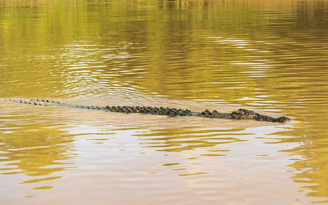 From Darwin: Kakadu Wilderness Full-Day Guided Tour Image 4