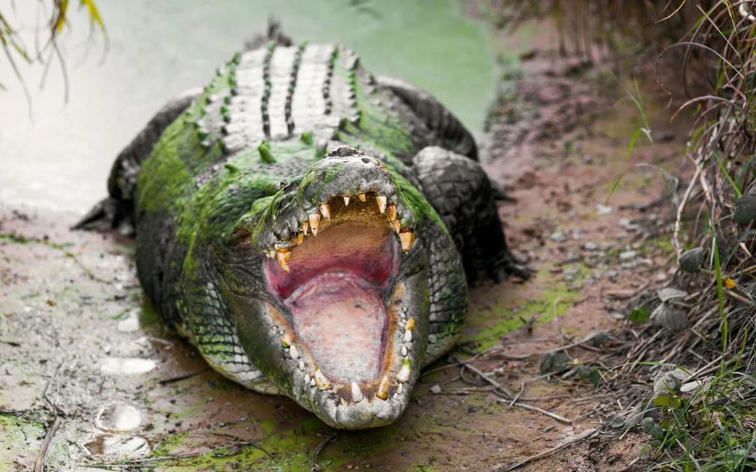 From Darwin: Top End Safari Camp Overnight Tour Around Finniss River Image 5