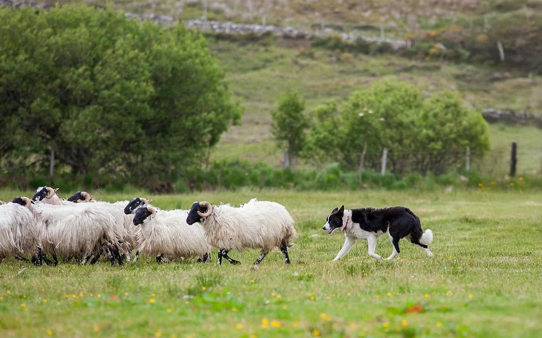 From Dublin: Glendalough, Wicklow, and Kilkenny with Sheepdog Trails Full-Day Trip Image 3