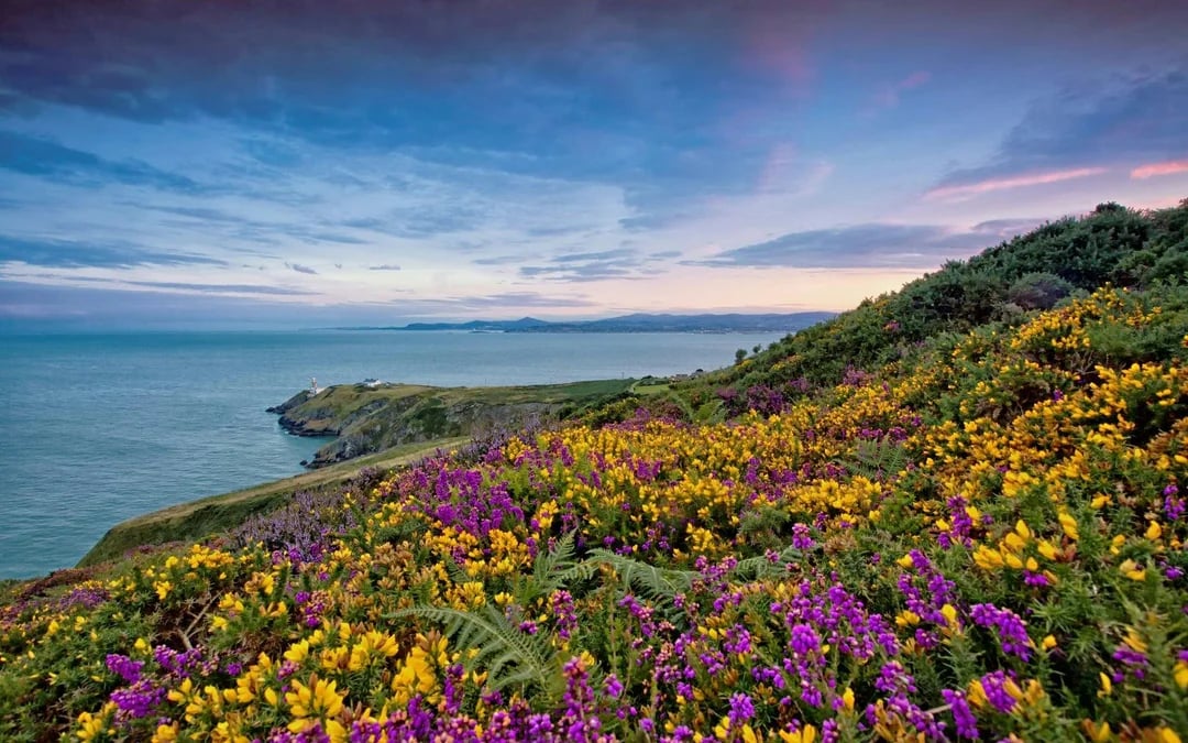 From Dublin: Half-Day Guided Coastal Tour to Howth Village Image 4
