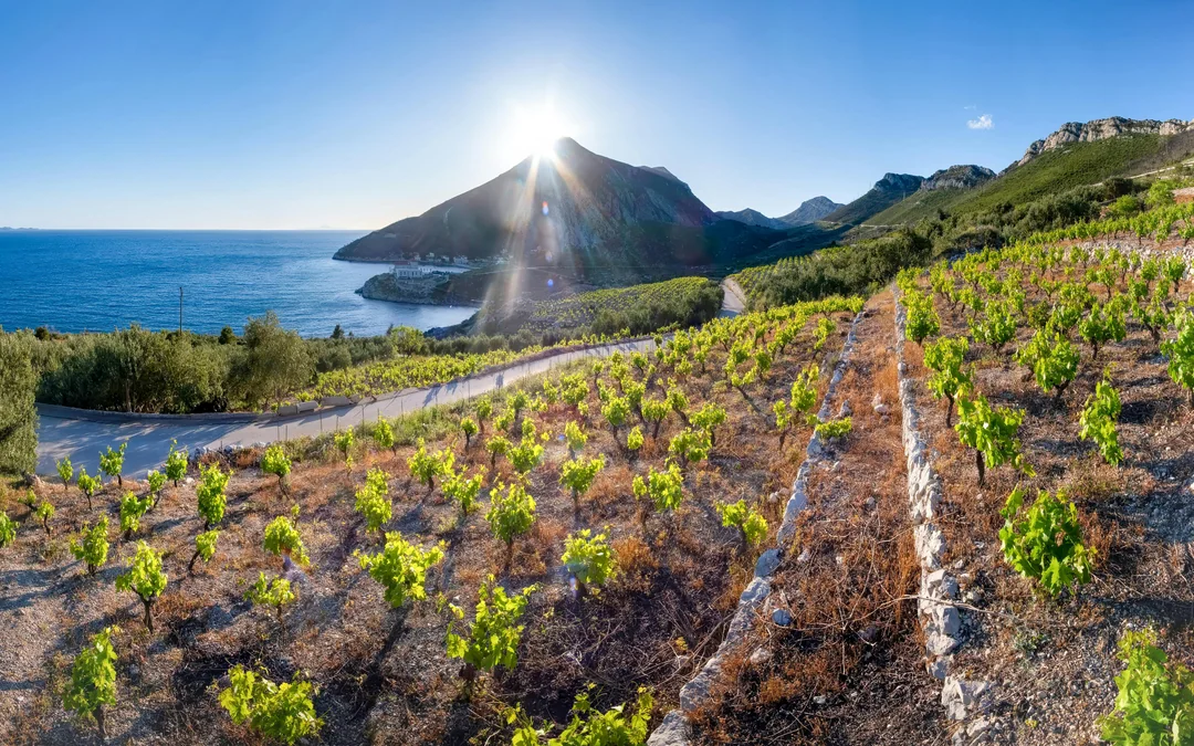 From Dubrovnik: Korcula & Ston Private Tour with Wine Tasting Image 12
