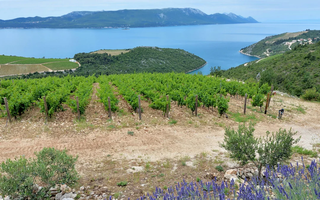 From Dubrovnik: Pelješac Peninsula Small Group Wine Tour Image 4