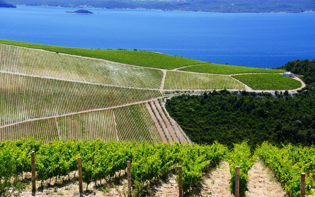 From Dubrovnik: Pelješac Wine Region Private Tour with Winery Visits Image 2