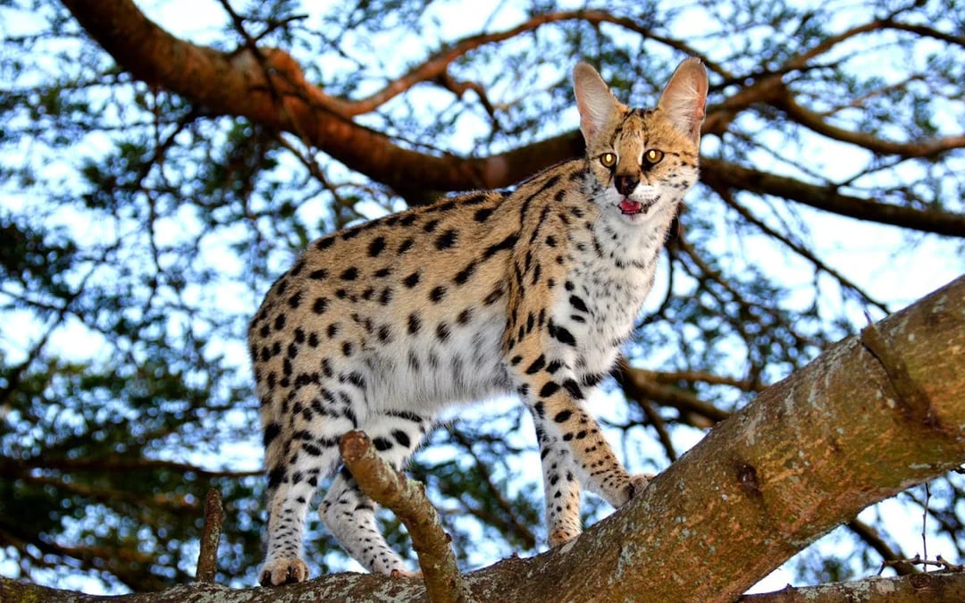 From Durban: Hluhluwe Imfolozi Big 5 Safari & Emdoneni Wild Cat Conservation Tour Image 1