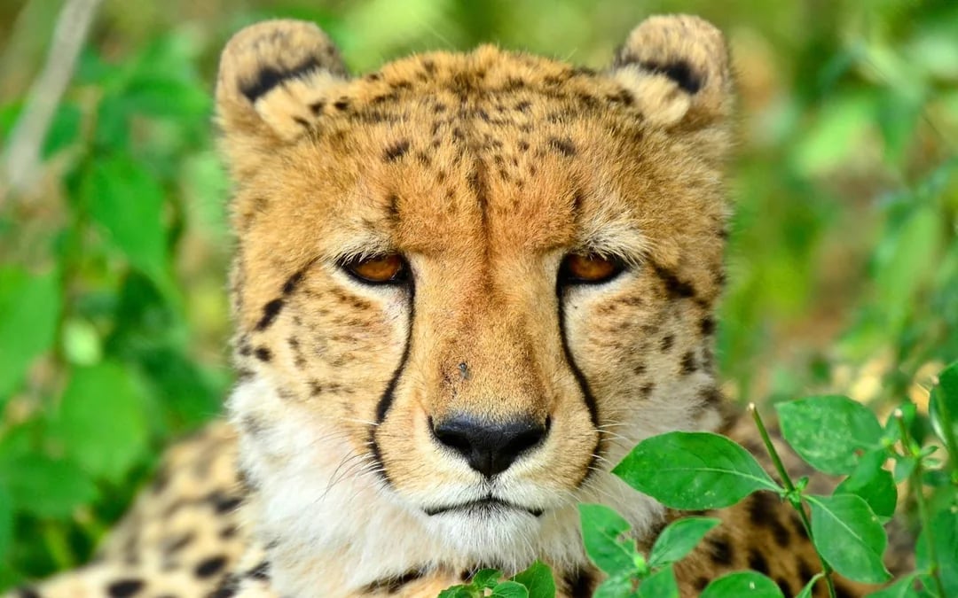 From Durban: Hluhluwe Imfolozi Big 5 Safari & Emdoneni Wild Cat Conservation Tour Image 3