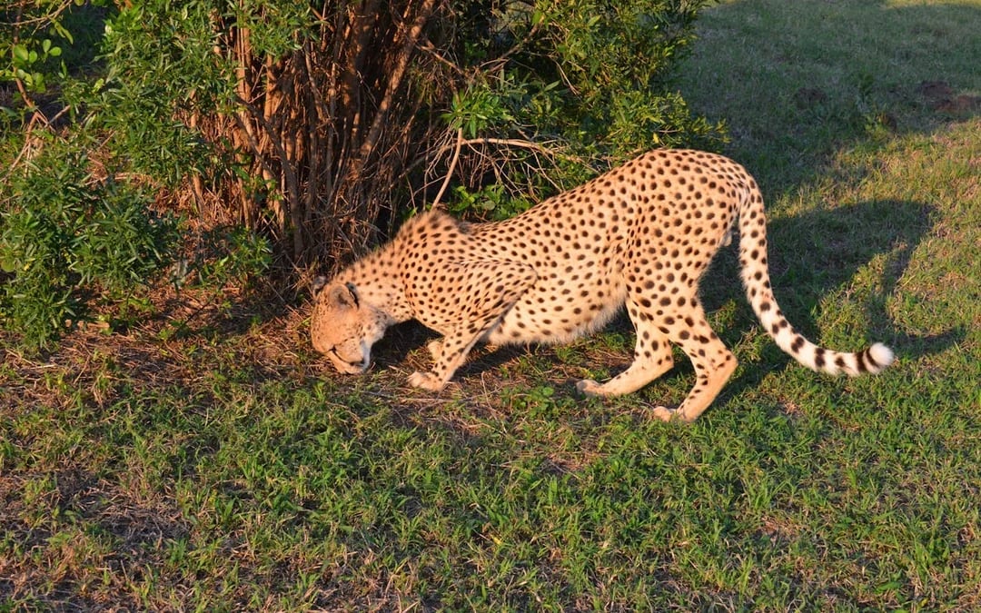 From Durban: Hluhluwe Imfolozi Big 5 Safari & Emdoneni Wild Cat Conservation Tour Image 6
