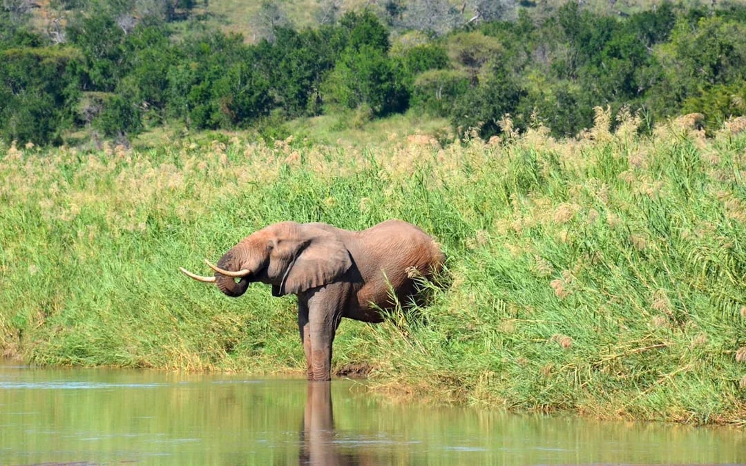 From Durban: Hluhluwe Imfolozi Big 5 Safari & Emdoneni Wild Cat Conservation Tour Image 7