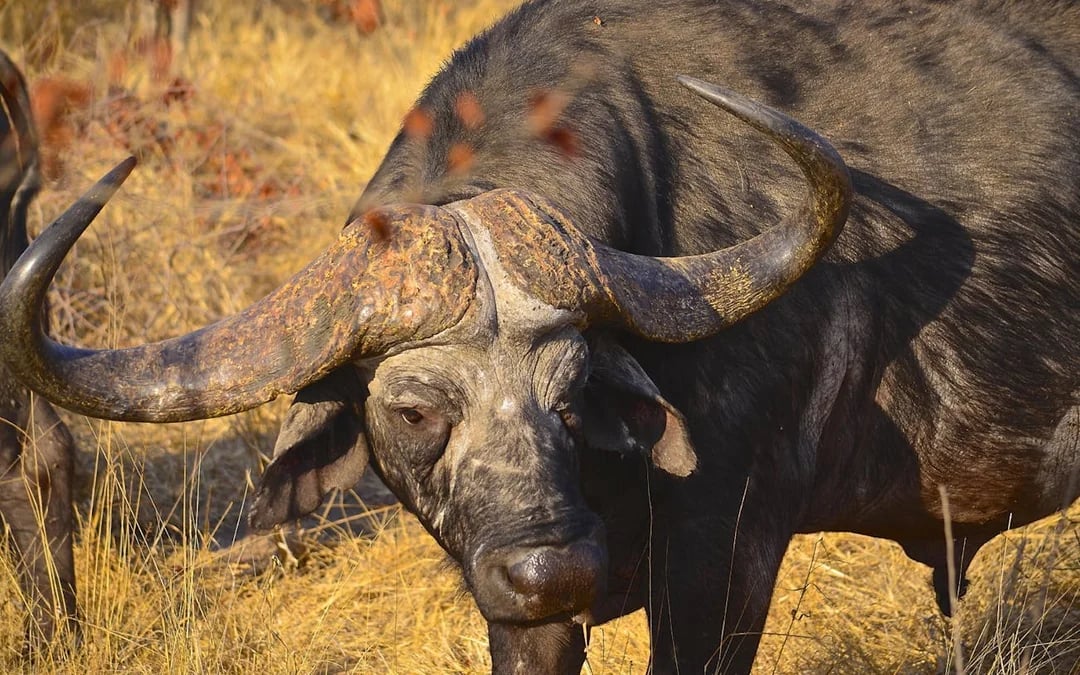From Durban: Hluhluwe-Imfolozi Game Park Small-Group Safari with Hotel Transfers Image 1