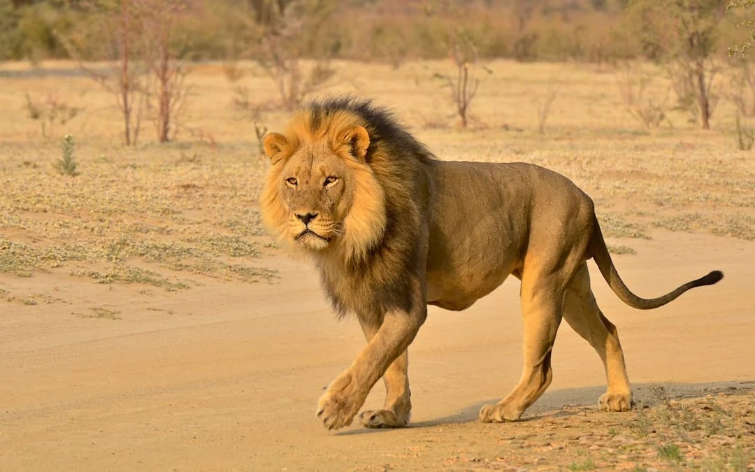 From Durban: Hluhluwe-Imfolozi Game Park Small-Group Safari with Hotel Transfers Image 2