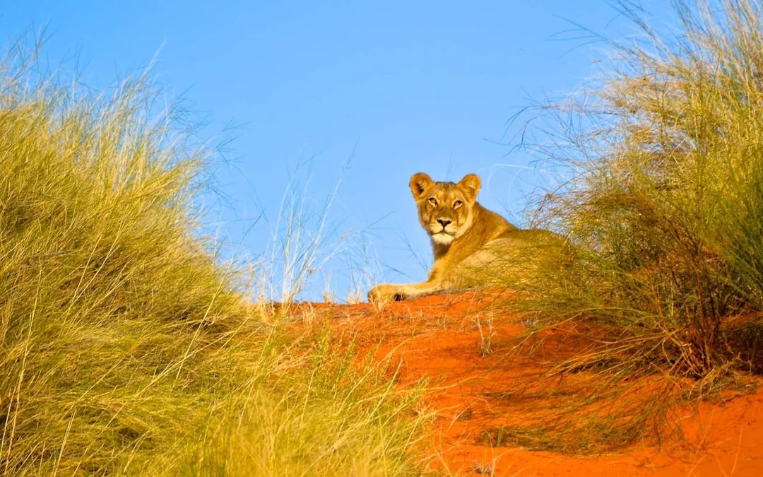 From Durban: Hluhluwe-Imfolozi Game Park Small-Group Safari with Hotel Transfers Image 3