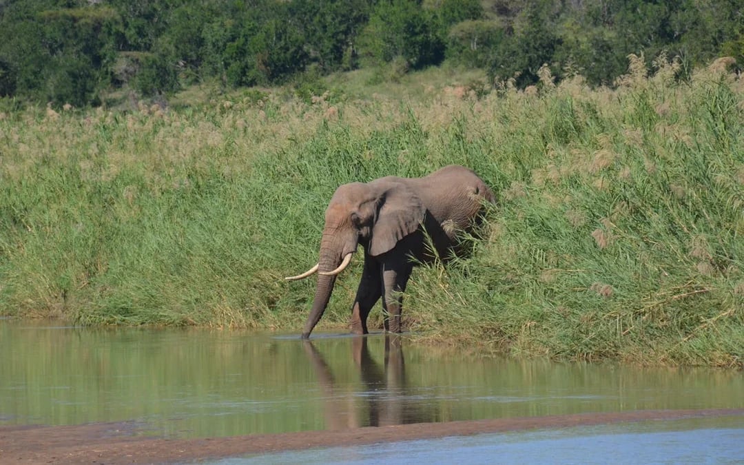 From Durban: Hluhluwe-Imfolozi Game Park Small-Group Safari with Hotel Transfers Image 6
