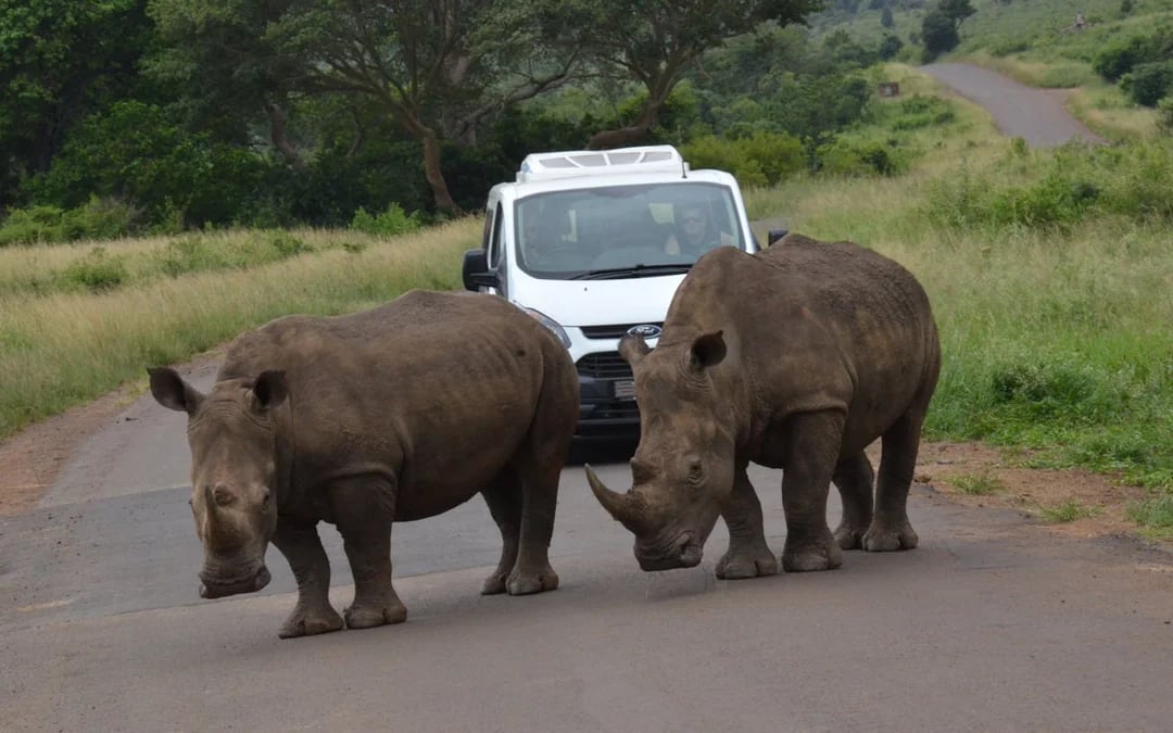 From Durban: Hluhluwe-Imfolozi Game Park Small-Group Safari with Hotel Transfers Image 7