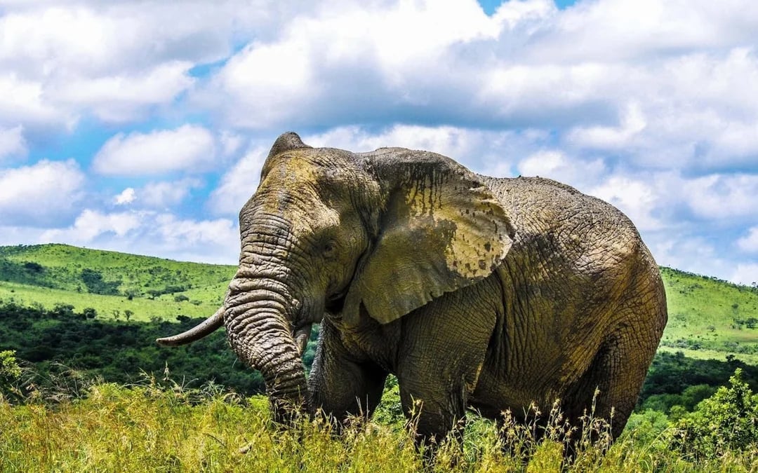 From Durban: Hluhluwe-Imfolozi Game Park Small-Group Safari with Hotel Transfers Image 8