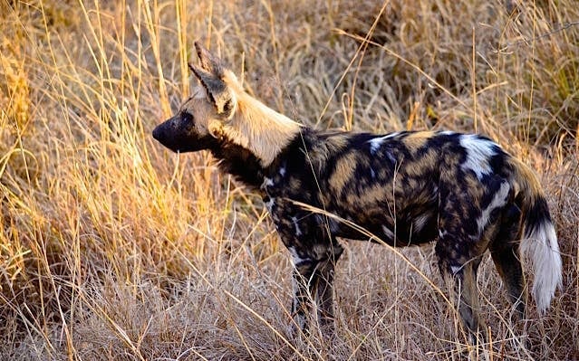 From Durban: Hluhluwe-Imfolozi Game Park Small-Group Safari with Hotel Transfers Image 9