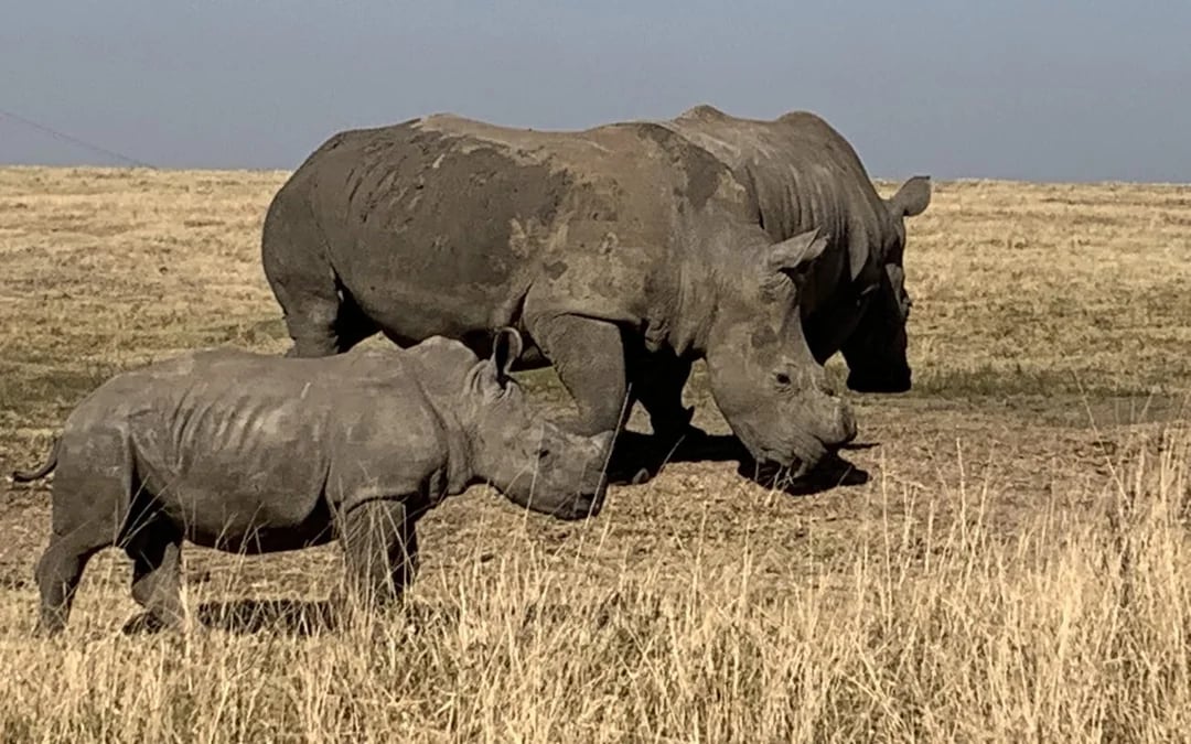 From Durban: Lion Park, Birds of Prey, Tala Game Reserve and PheZulu Village Shared Safari Tour Image 9