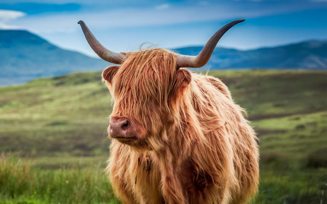 From Edinburgh: Loch Ness, Glencoe & The Highlands Day Trip Image 7