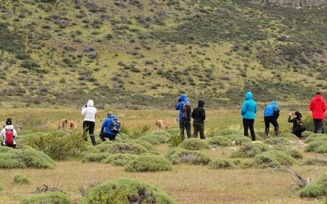 From El Calafate: Torres del Paine Full-Day Trip Image 6
