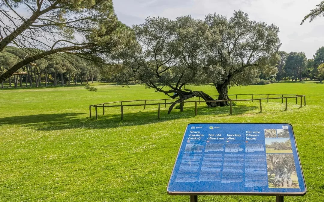 From Fažana: Brijuni National Park Guided Excursion to Veliki Brijun Image 10